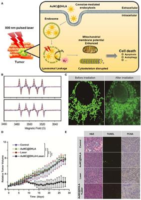 Reactive Oxygen Species-Based Nanomaterials for Cancer Therapy